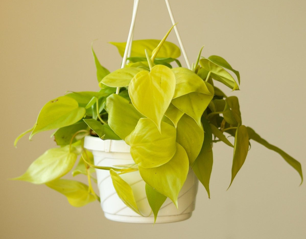 Philodendron hederaceum lemon lime