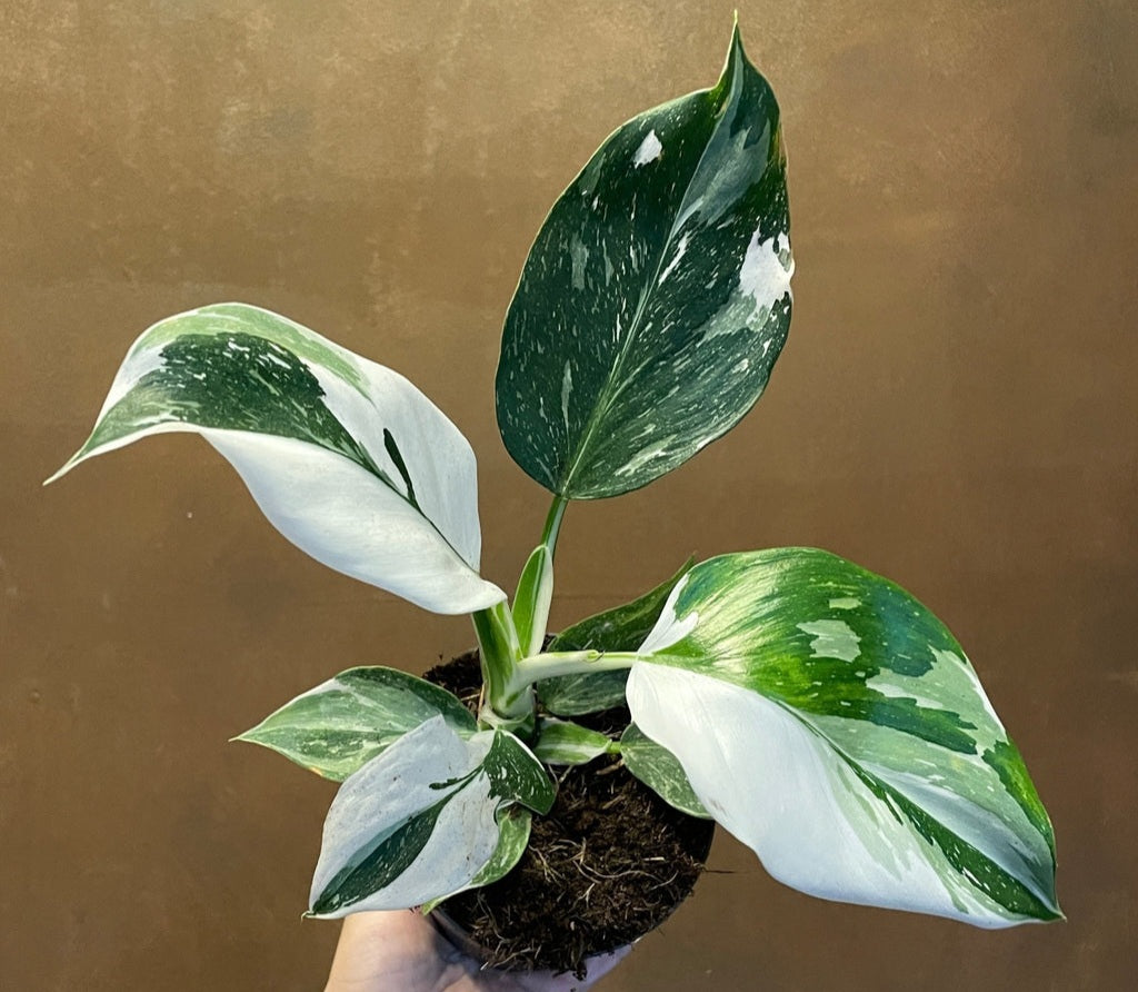 white wizard philodendron price Philodendron White Wizard (Fresh Stem Cutting. One leaf)