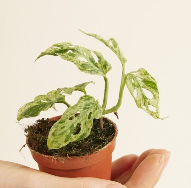 Monstera frozen freckles
