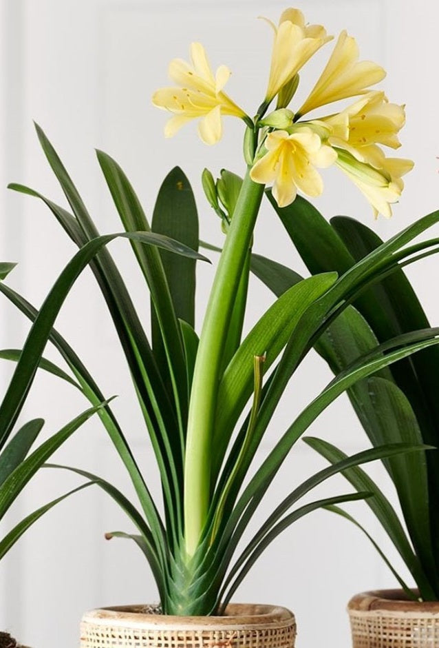 Clivia miniata