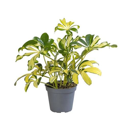 gold capella house plant Schefflera ARBORICOLA GOLD CAPELLA
