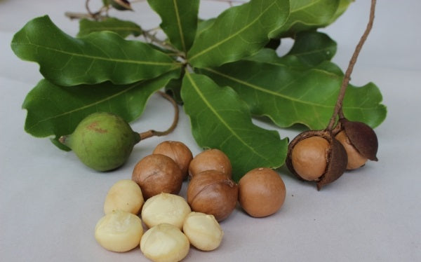 Macadamia