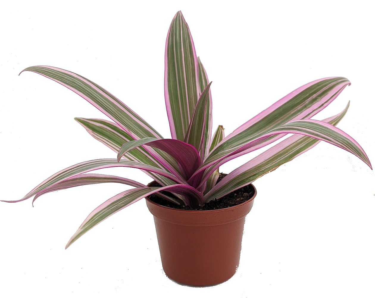 Tradescantia spathacea rhoeo tricolor