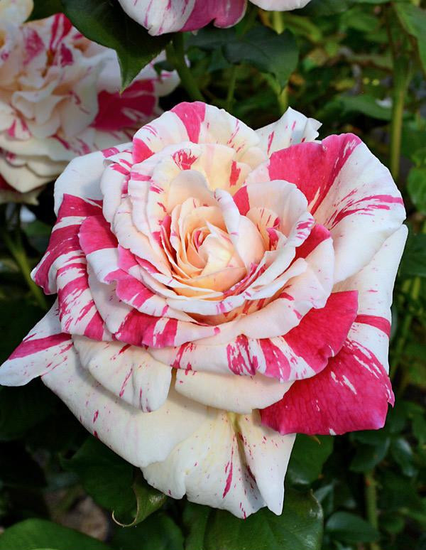 Rosier buisson