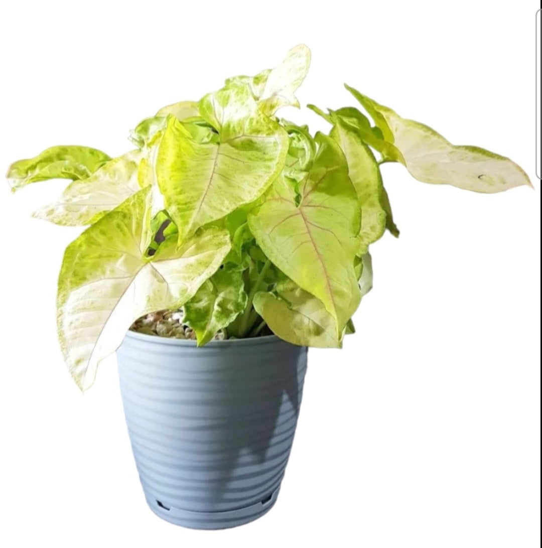 Syngonium sunshine