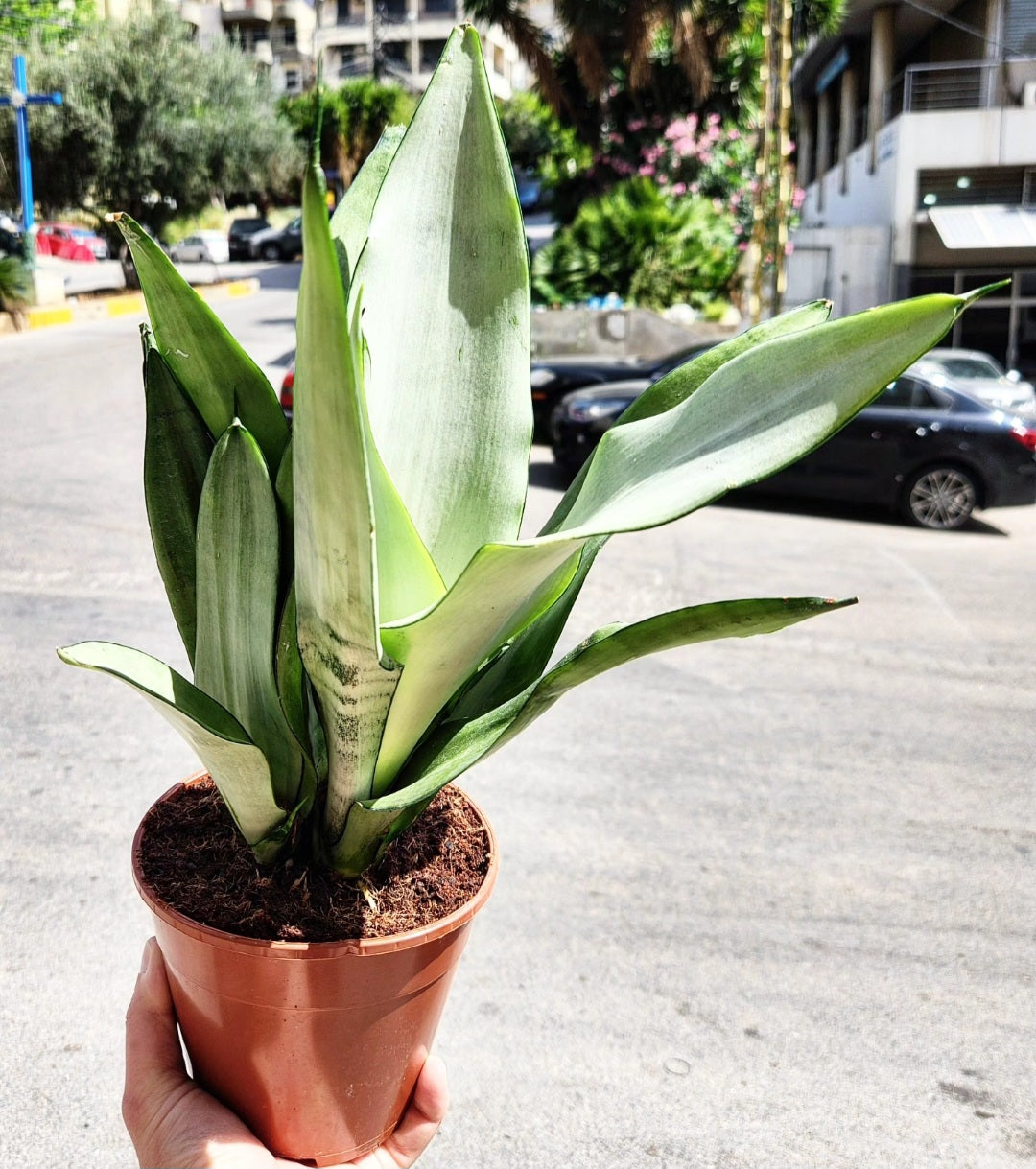 sansevieria trifasciata moonshine Sansevieria trifasciata Moonshine 6" Live Houseplant