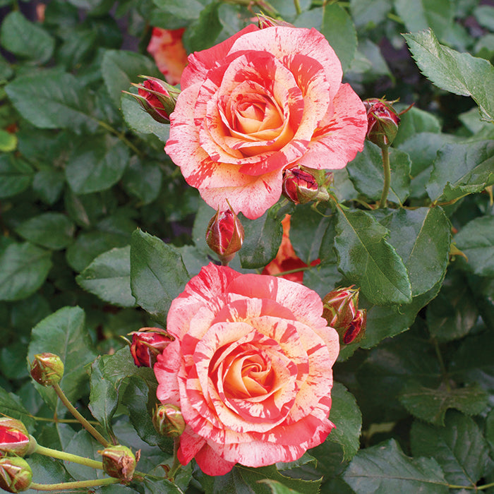Rosier buisson