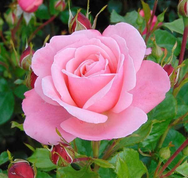 Rosier buisson