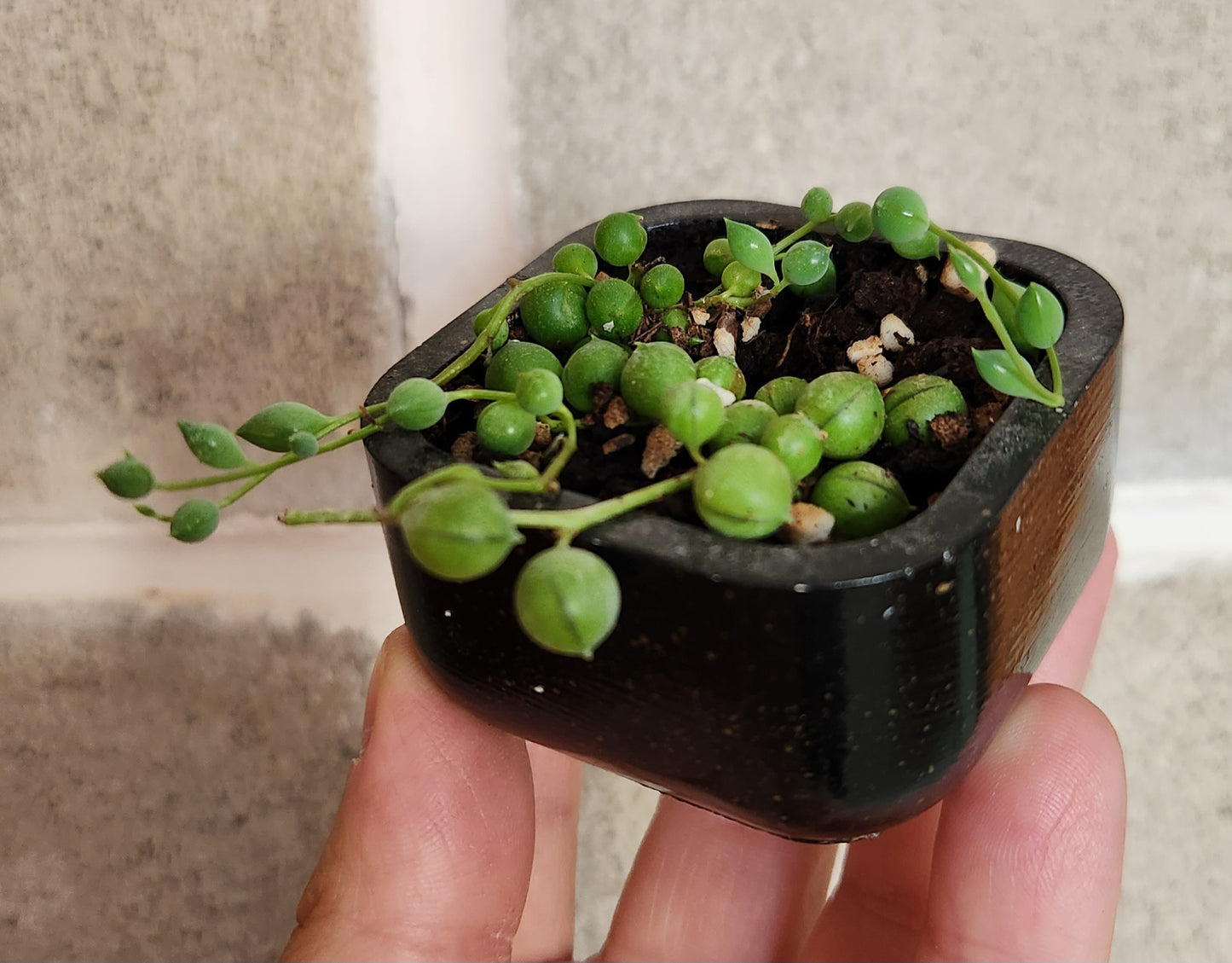 Senecio rowleyanus