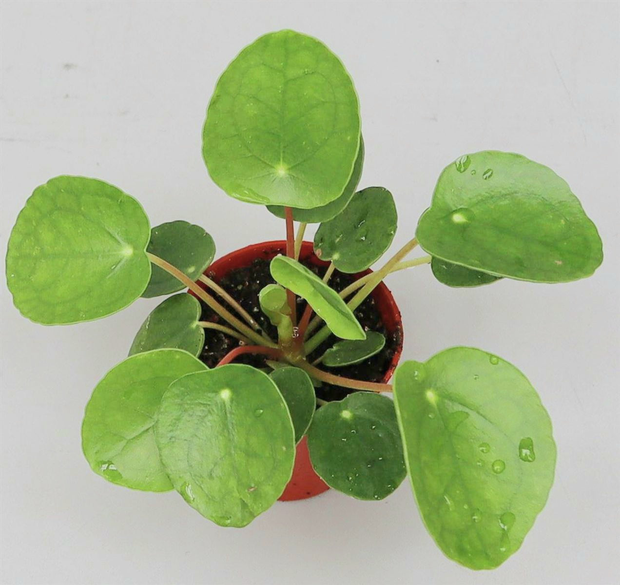 Pilea peperomioides