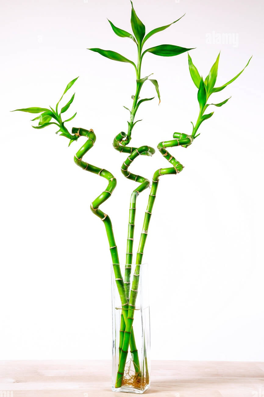 Lucky bambou (dracaena sanderiana)