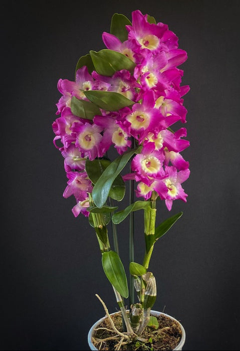 Dendrobium nobile orchid