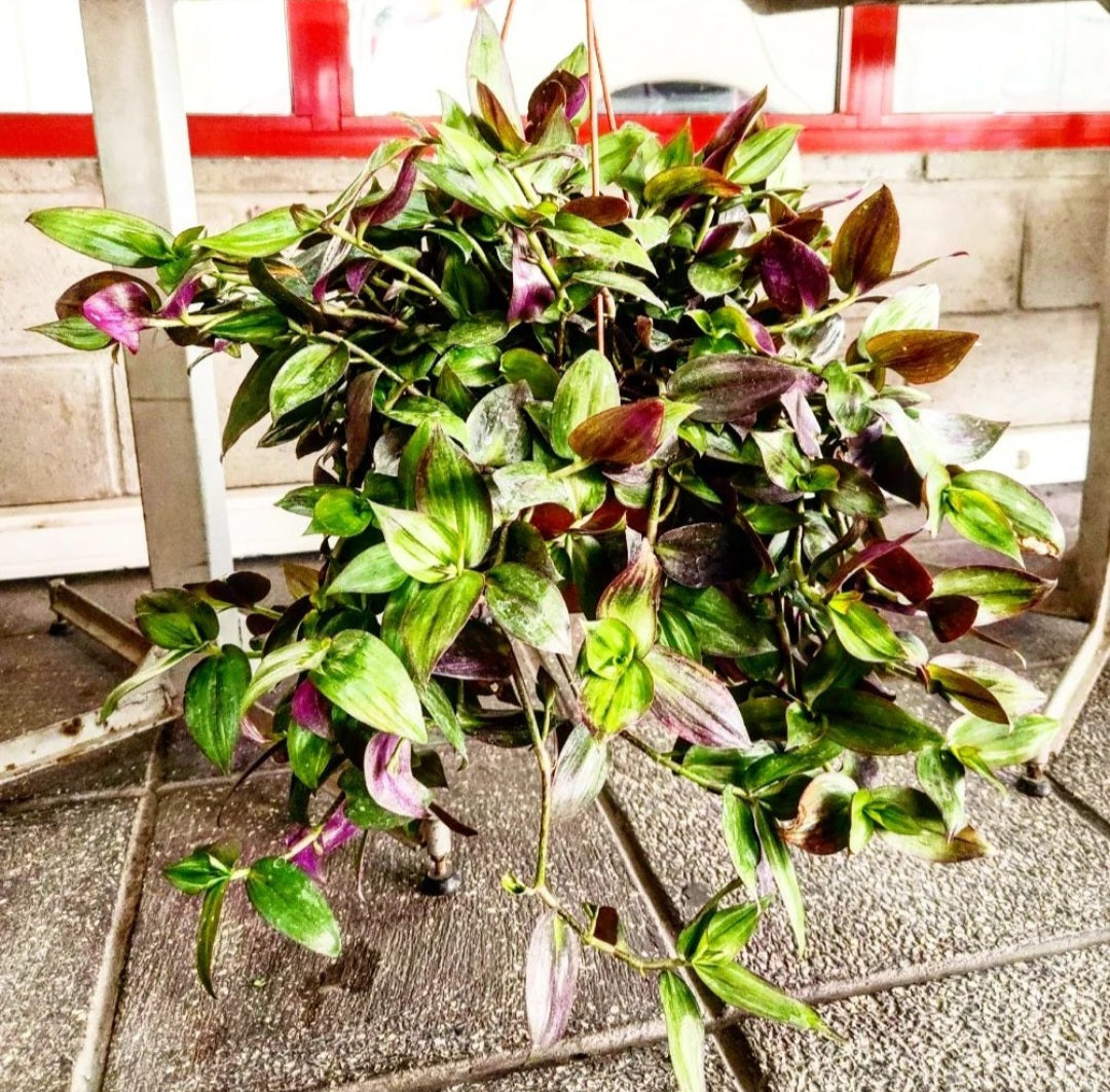 Tradescantia tricolor pourpre