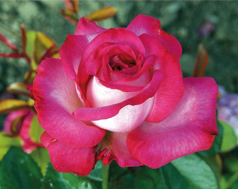 Rosier buisson