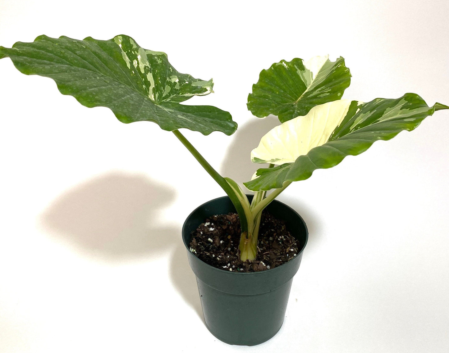 Alocasia macrorrhiza variegata