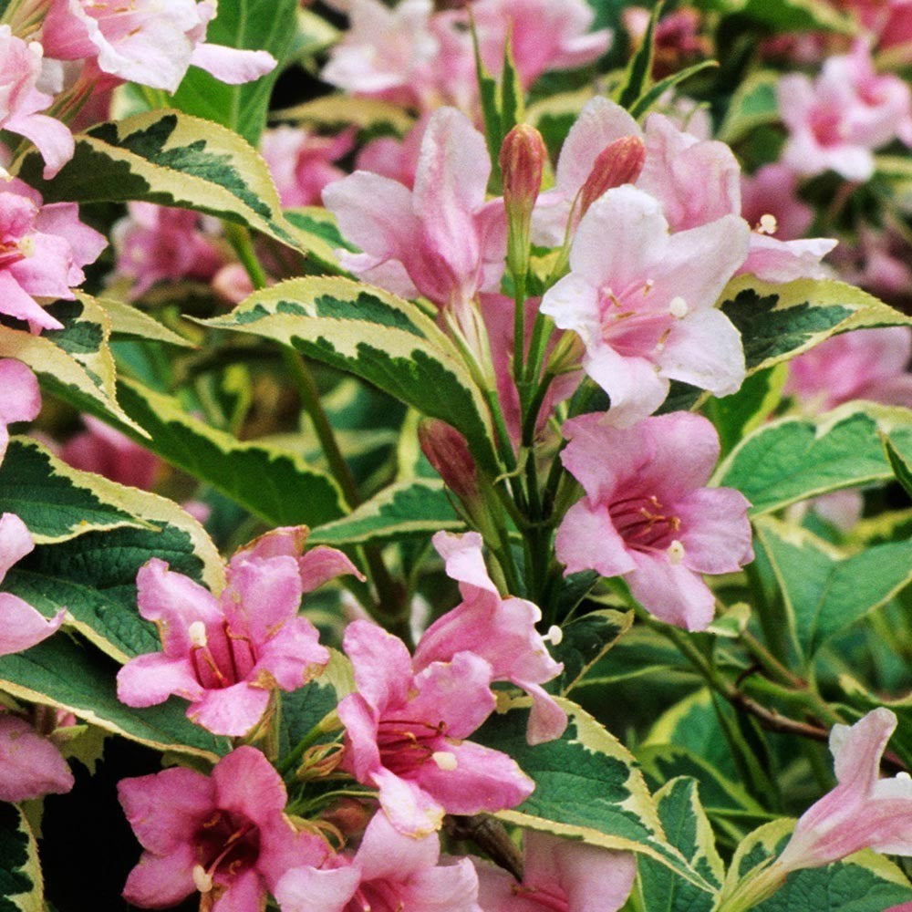 Weigelia florida nana variegata