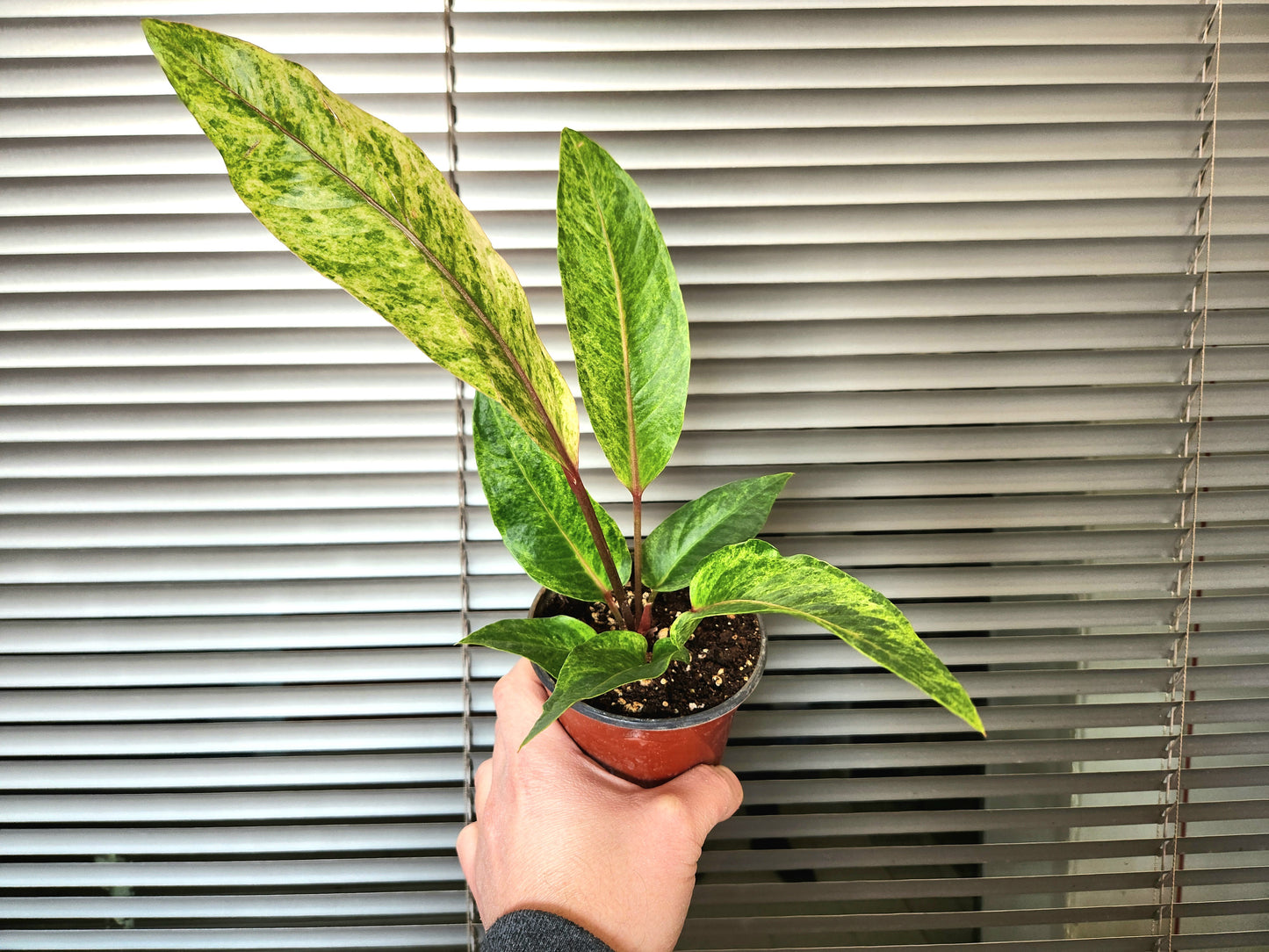 Anthurium hookeri renaissance variegata