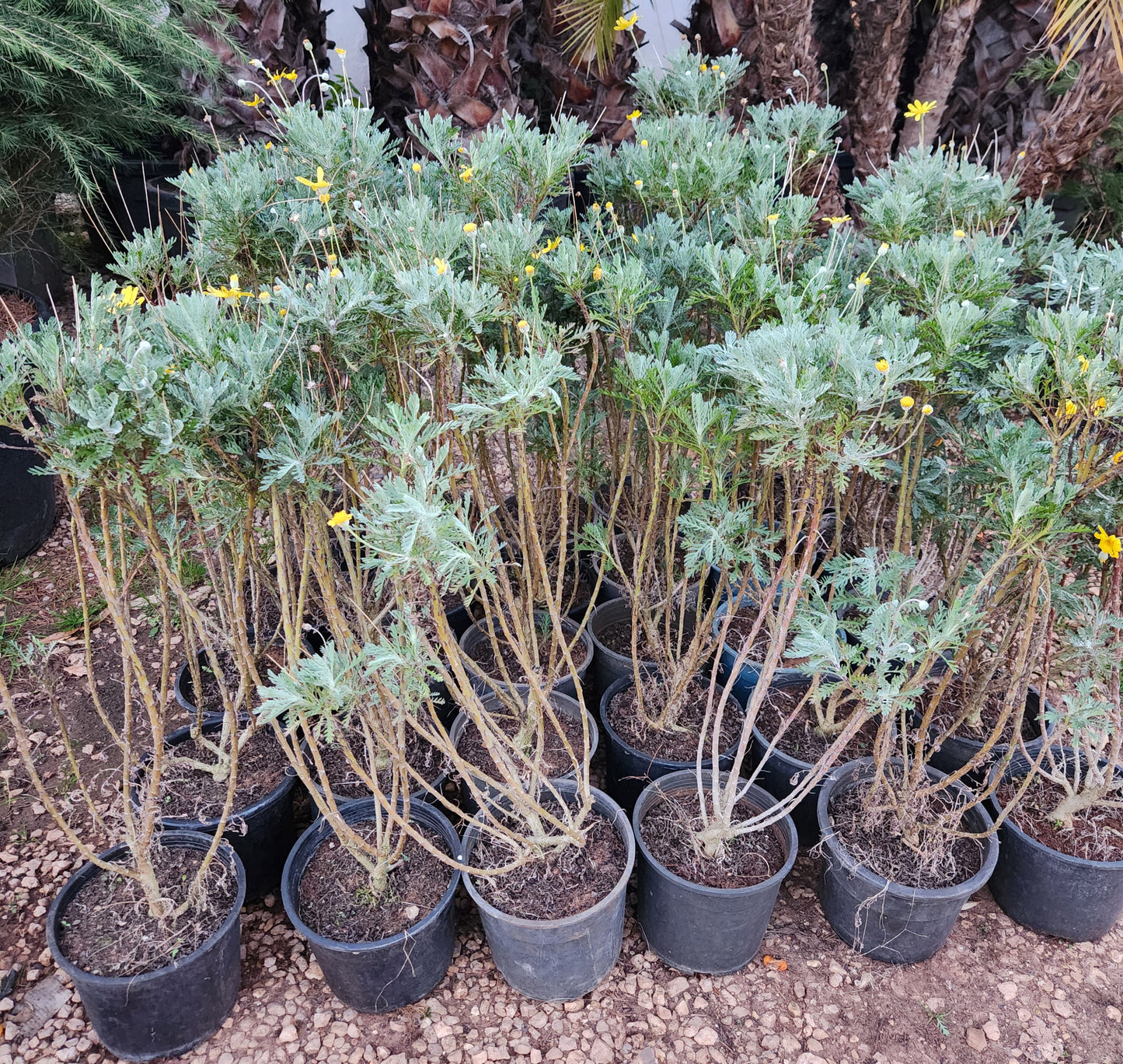 Euryops