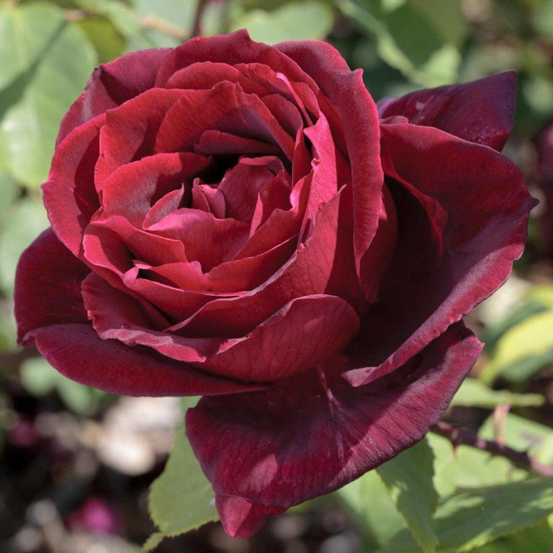 Rosier buisson