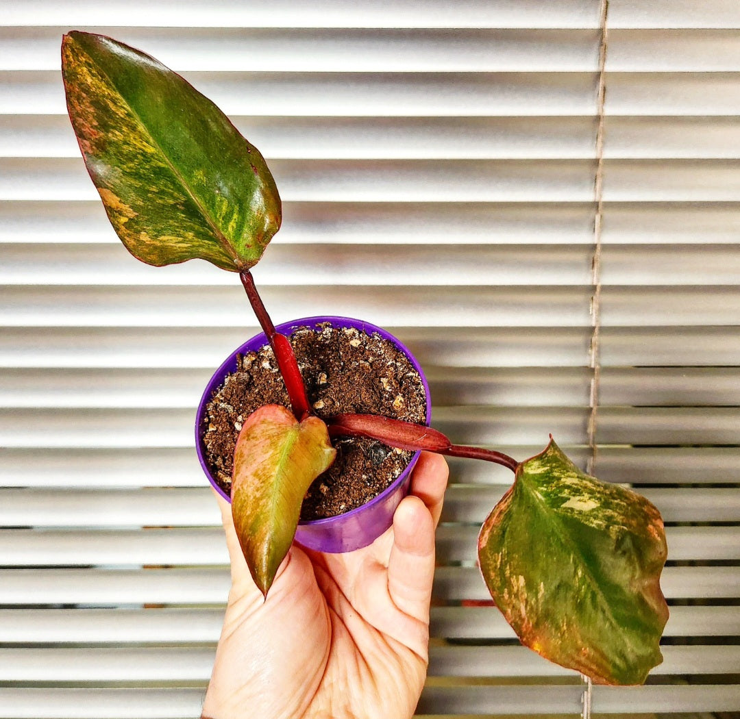 Philodendron strawberry shake