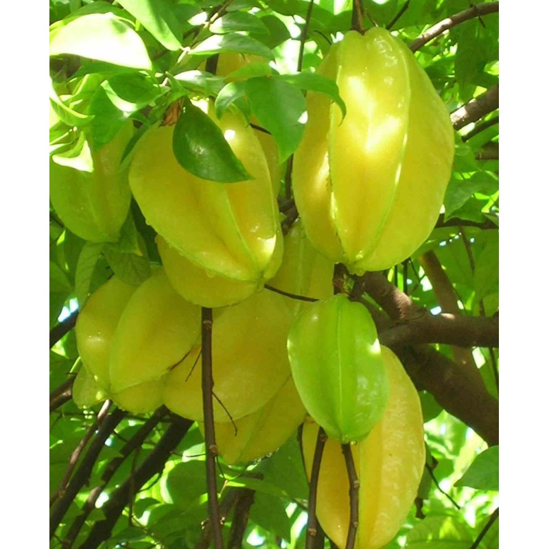 Carambola (carambolier)