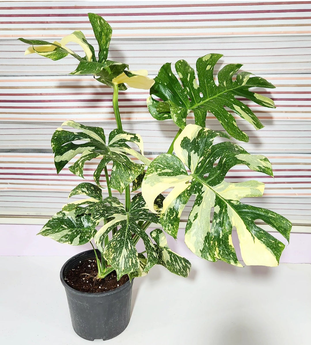 Monstera variegata crème brûlée