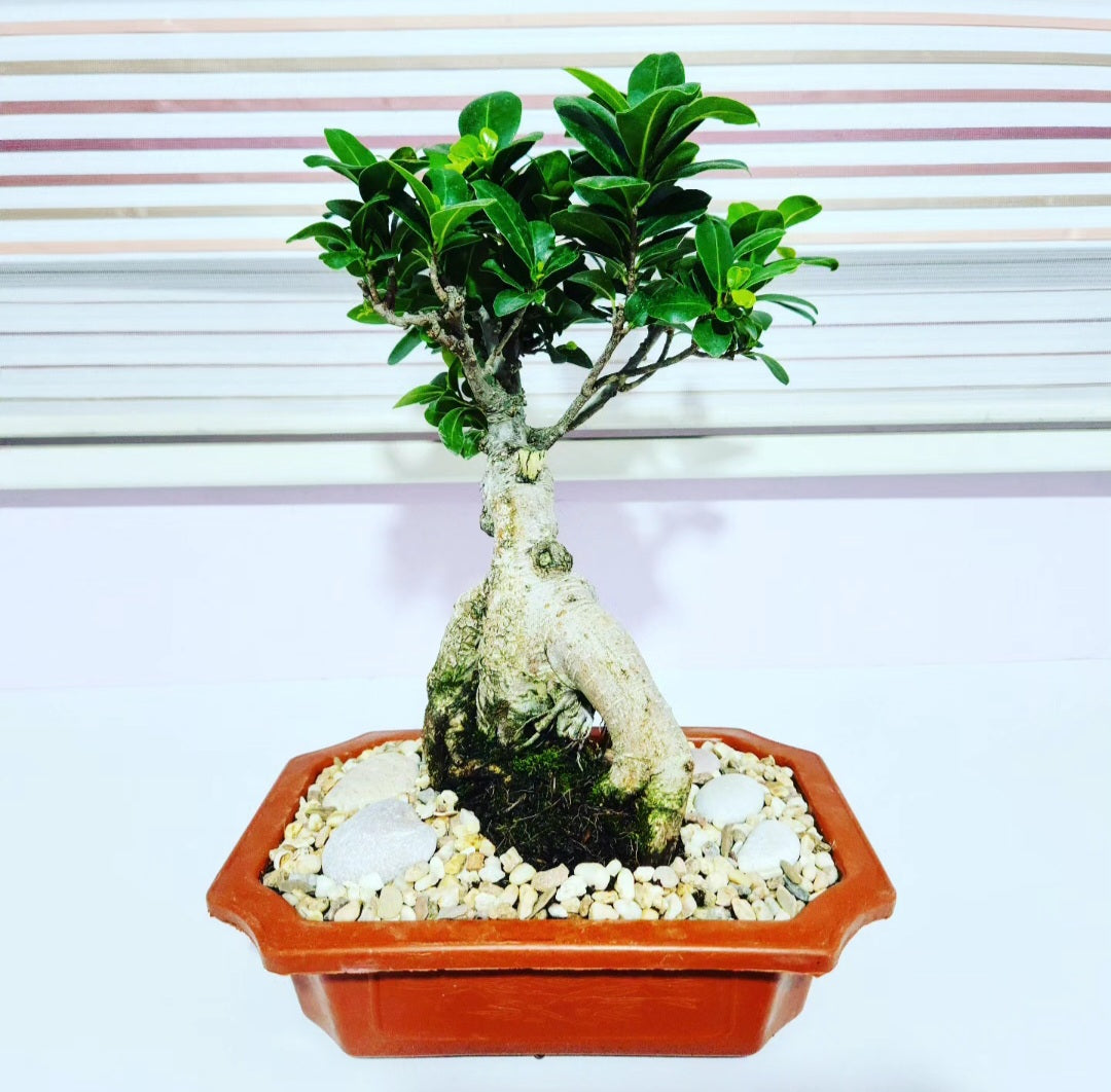 Bonsaï ficus ginseng