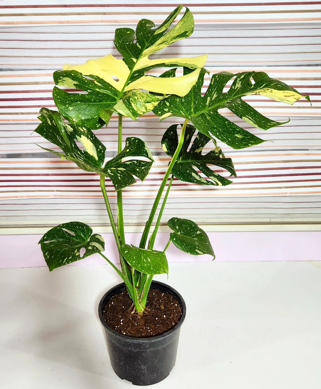 Monstera variegata ivory