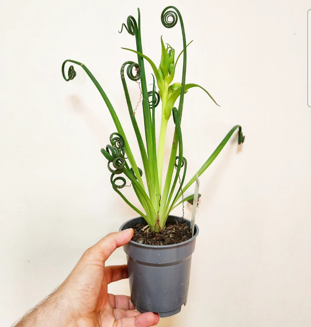 Albuca spiralis