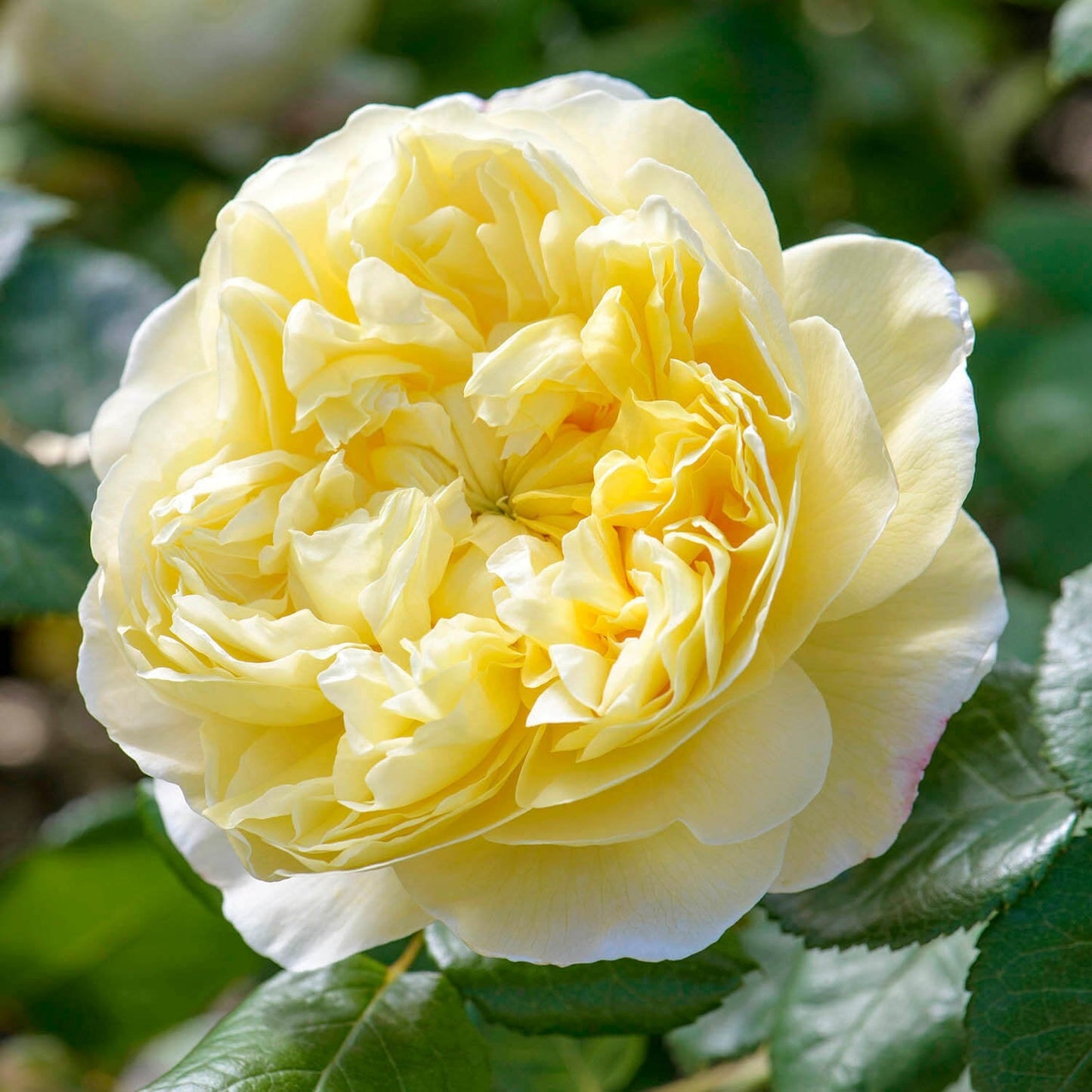 Rosier englais (english rose)