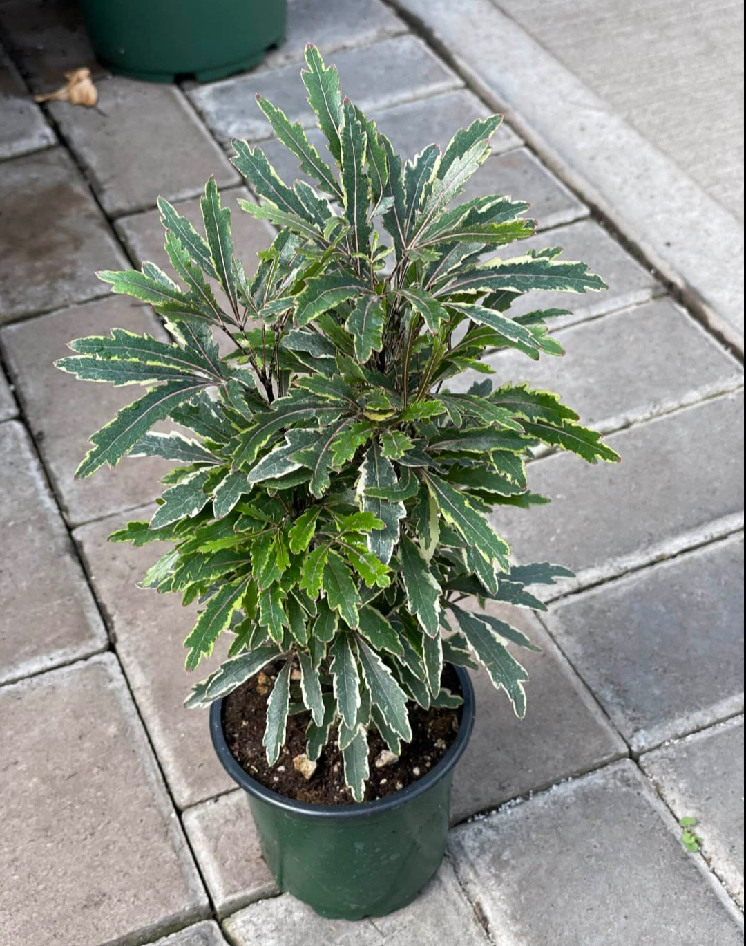 Plerandra elegantissima variegata (false aralia)