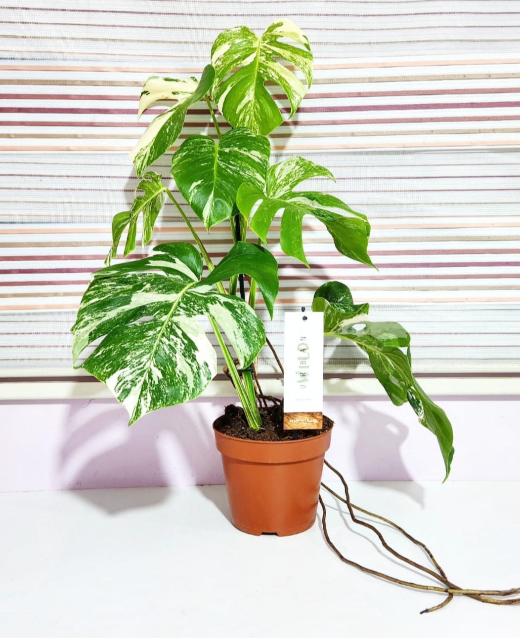 Monstera variegata albo