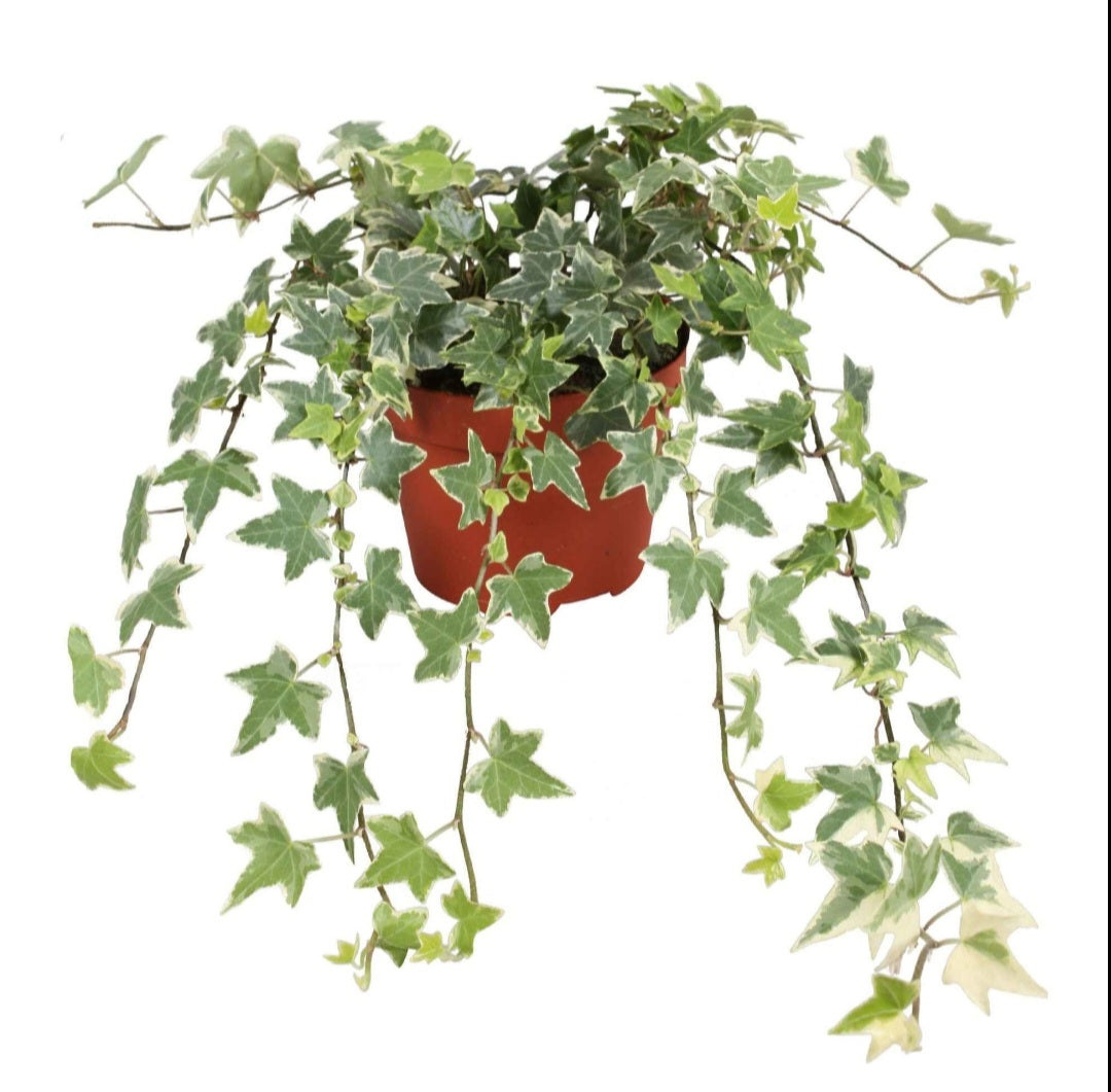 Hedera helix glacier