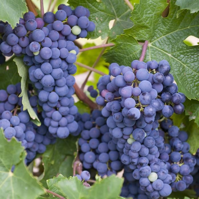 Grape vine (vigne de raisin)