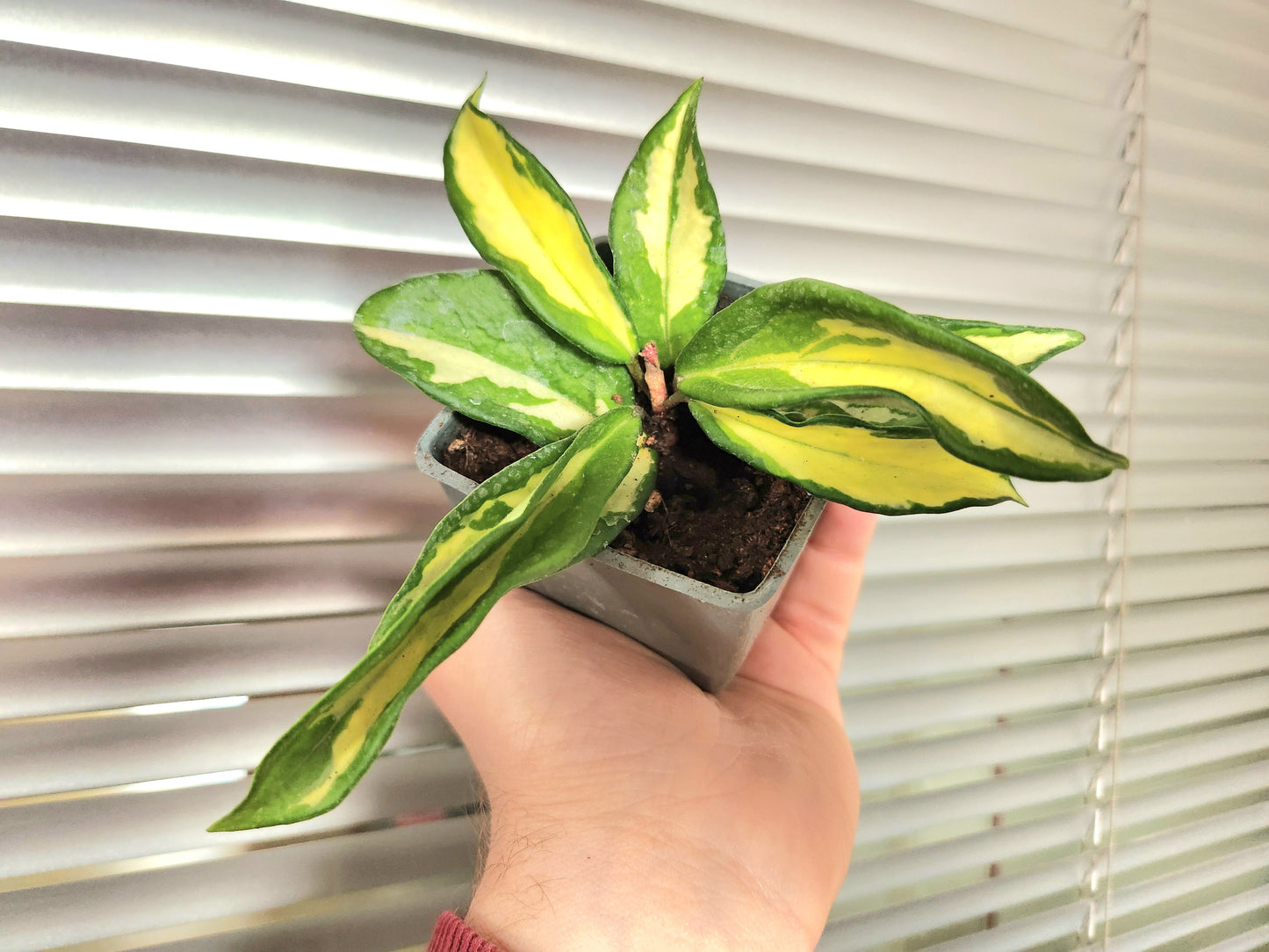 Hoya carnosa variegata tricolor