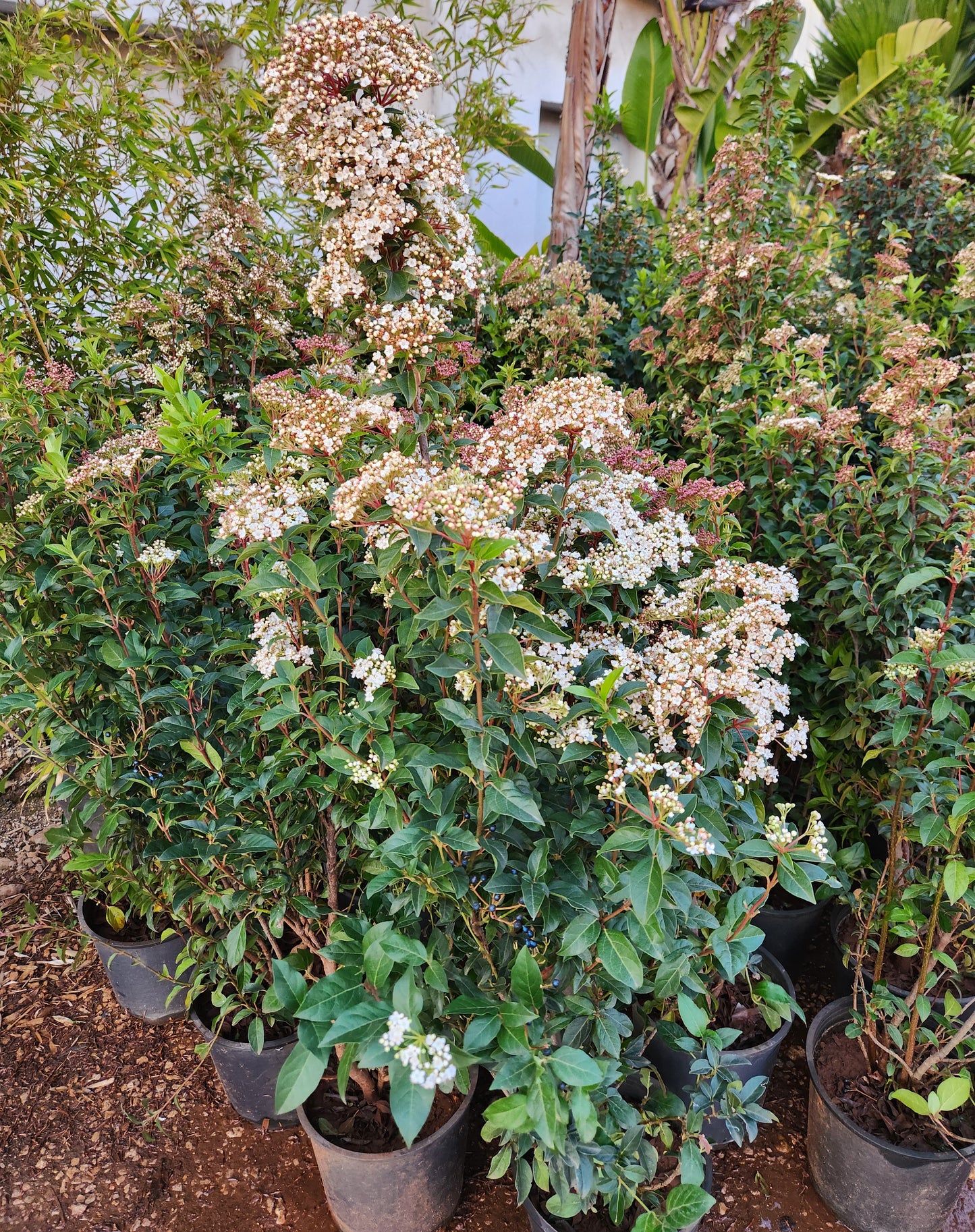 Viburnum tinus (laurier-tin)