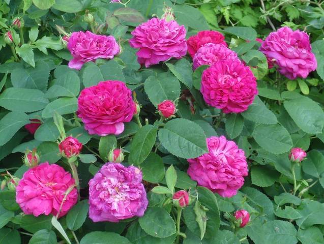 Rosier buisson