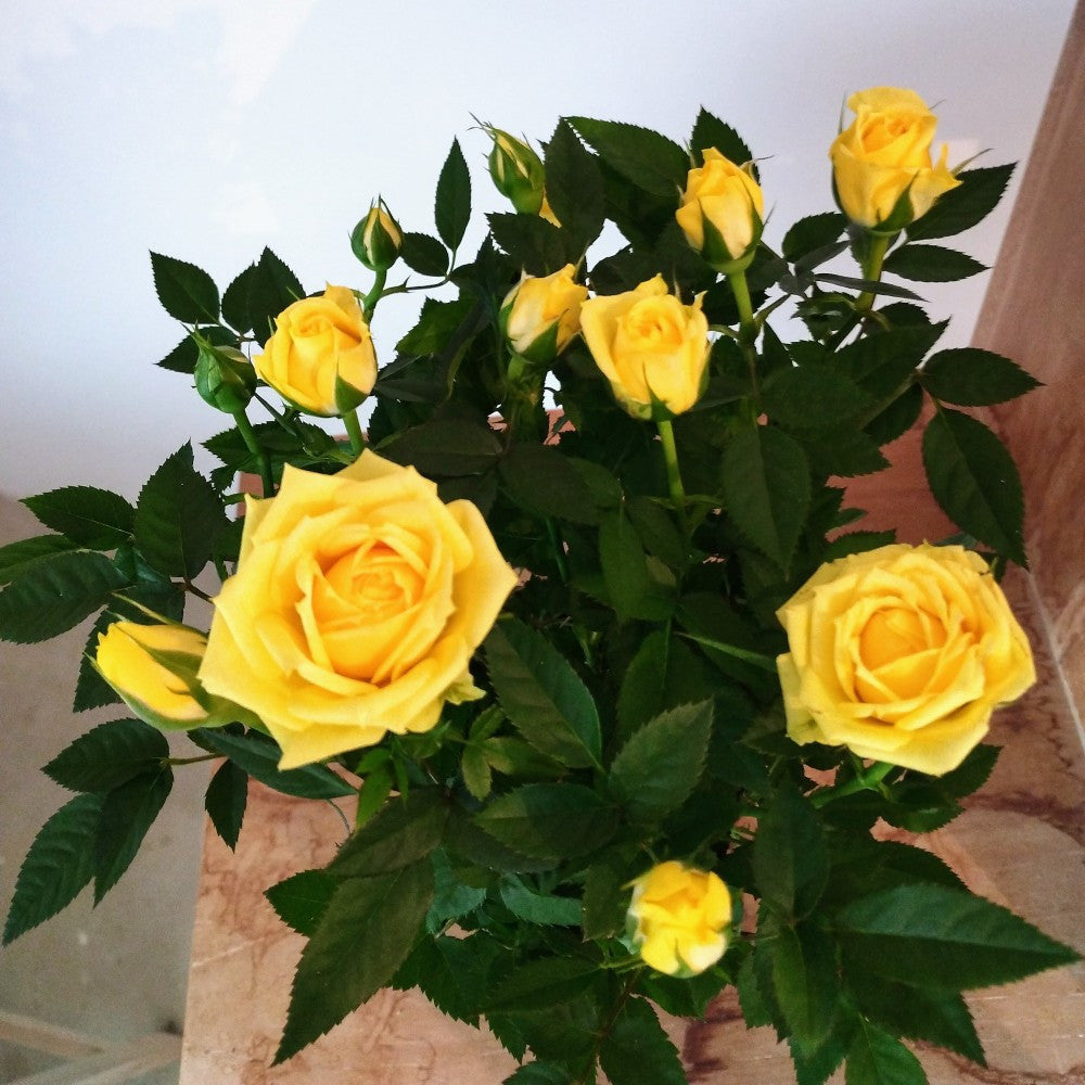 Rosier nanifier (baby rose)