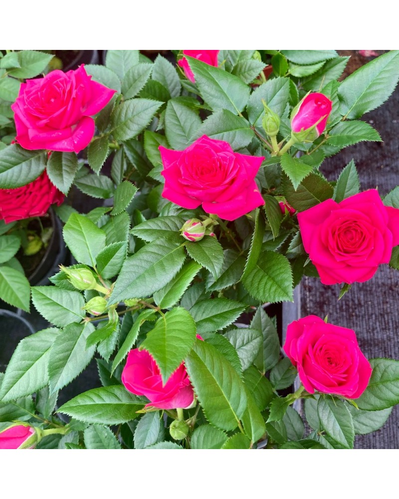 Rosier nanifier (baby rose)