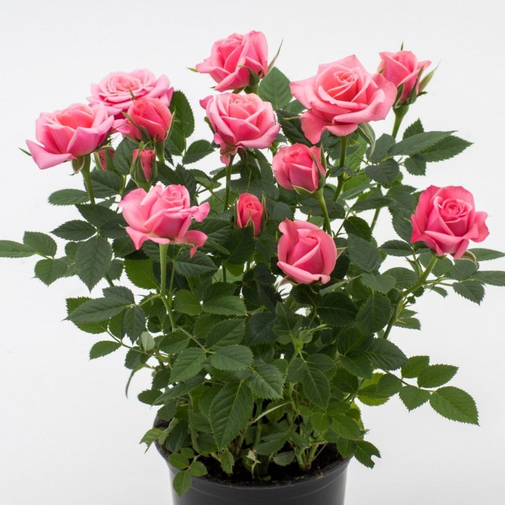 Rosier nanifier (baby rose)