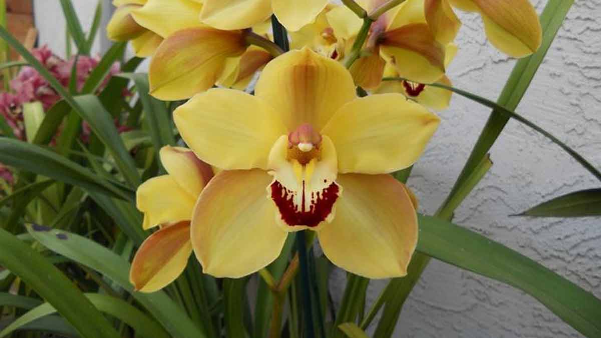 Cymbidium orchid