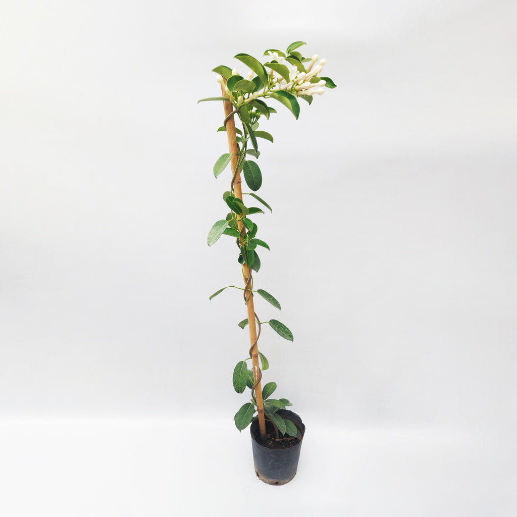 Stephanotis (jasmin de madagascar)