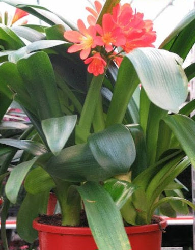 Clivia miniata