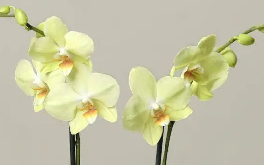 Phalaenopsis orchid