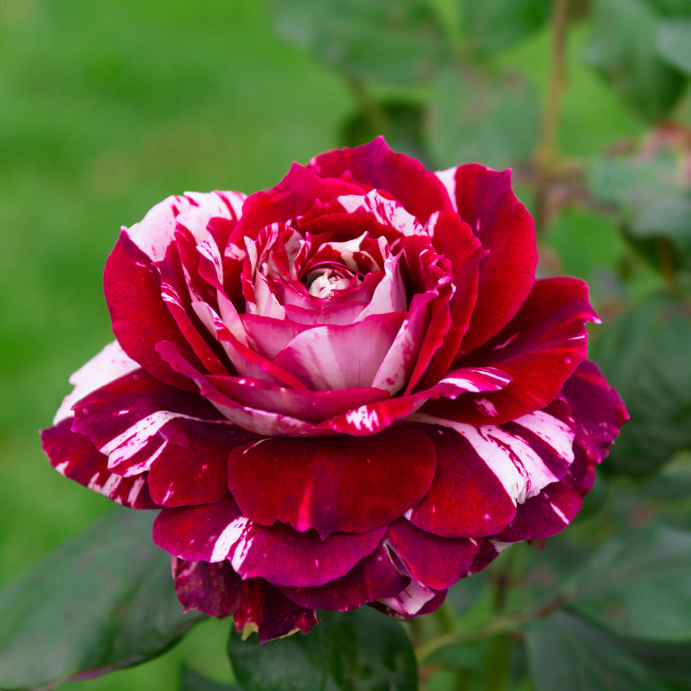 Rosier buisson