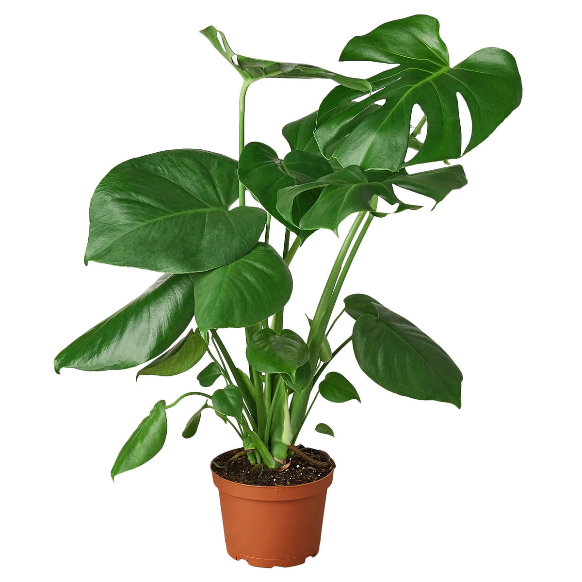 Monstera deliciosa