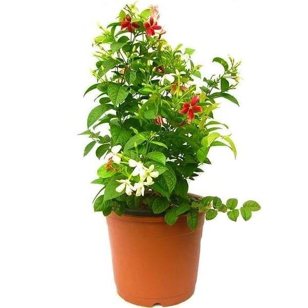 Quisqualis indica