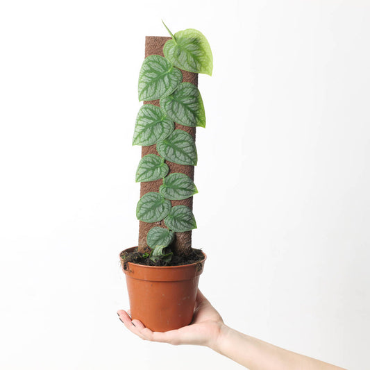 Monstera dubia