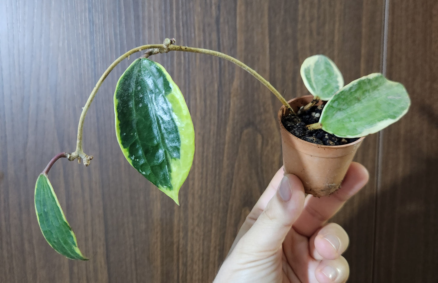 Hoya macrophylla albomarginata variegata
