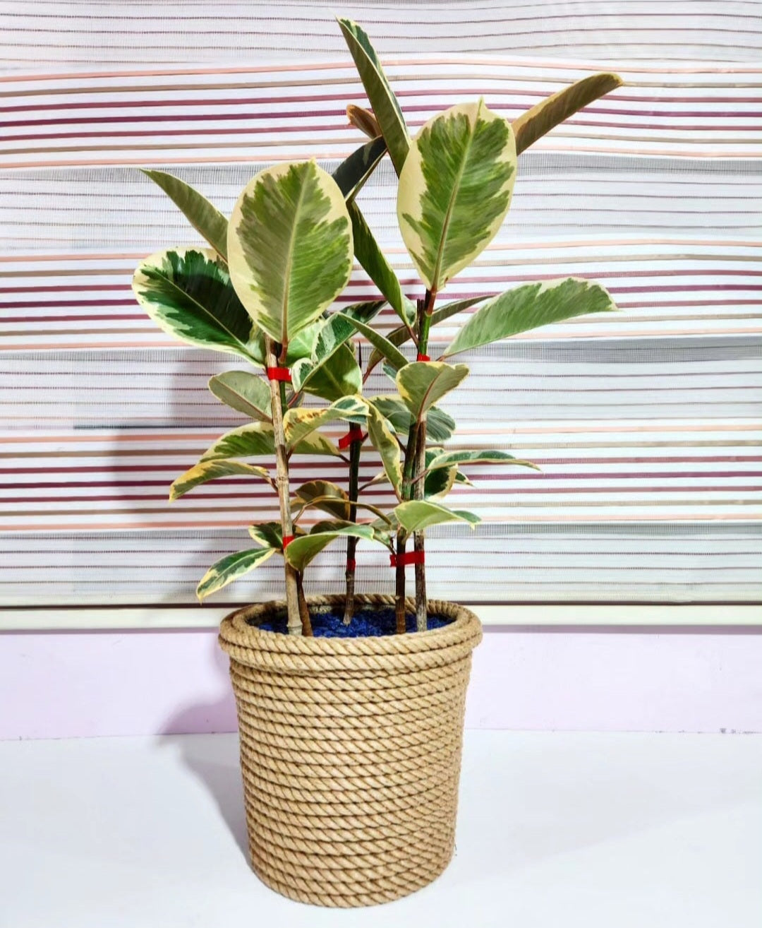 Ficus elastica tineke